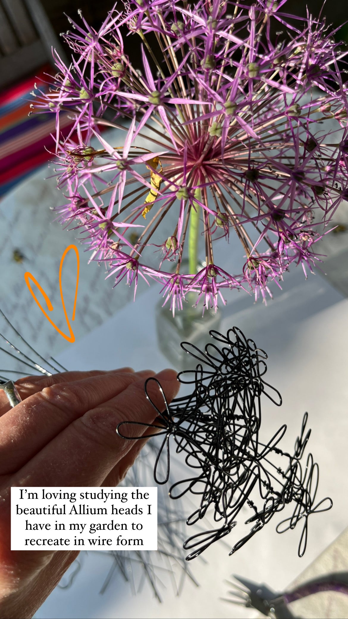Allium